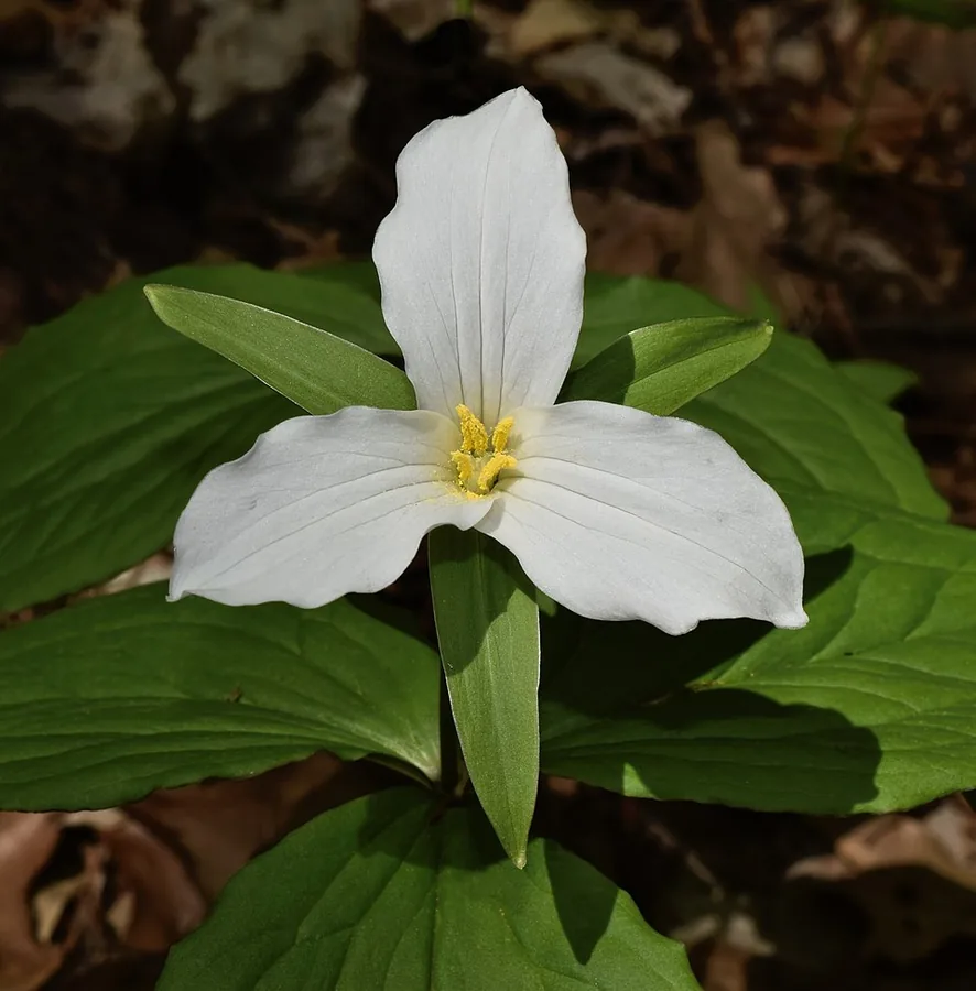 Large-flowered Trillium