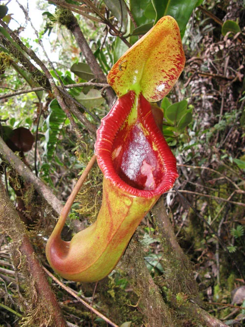 Tropical Pitcher Plant