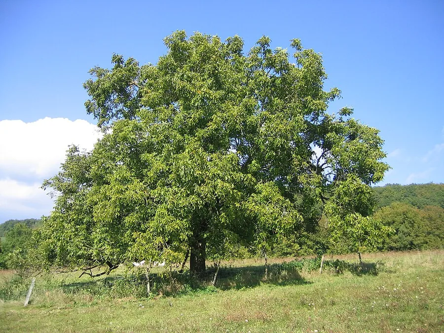 Walnut