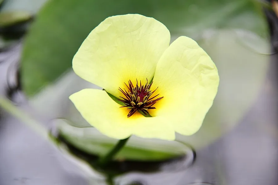 Water Poppy