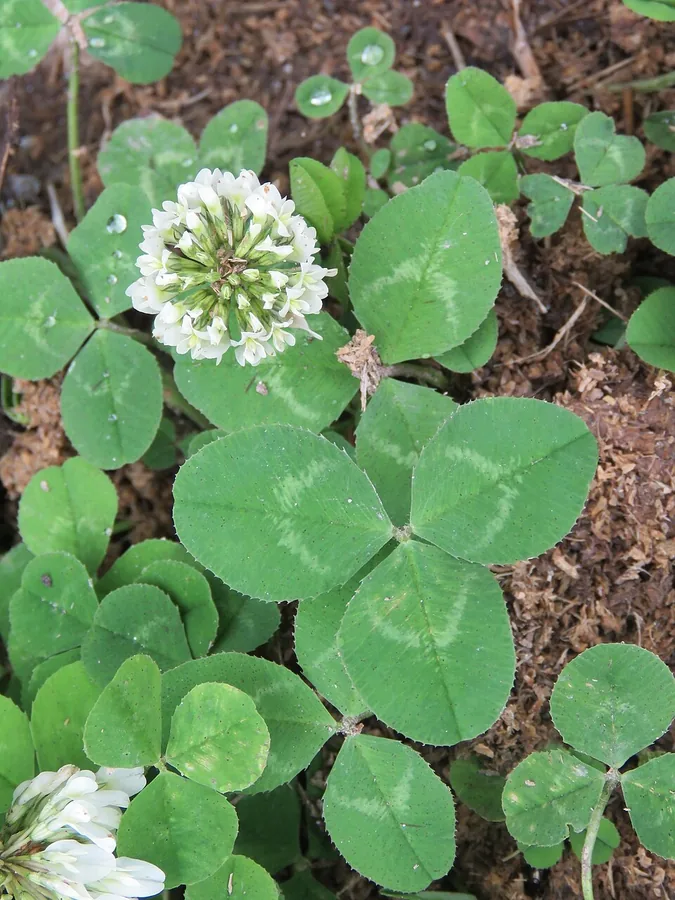 White Clover