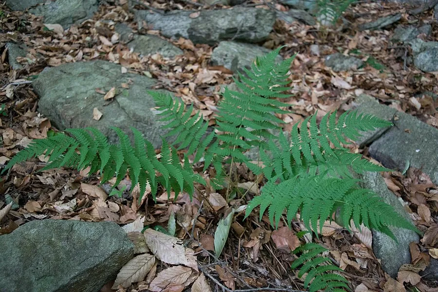 Wood Fern