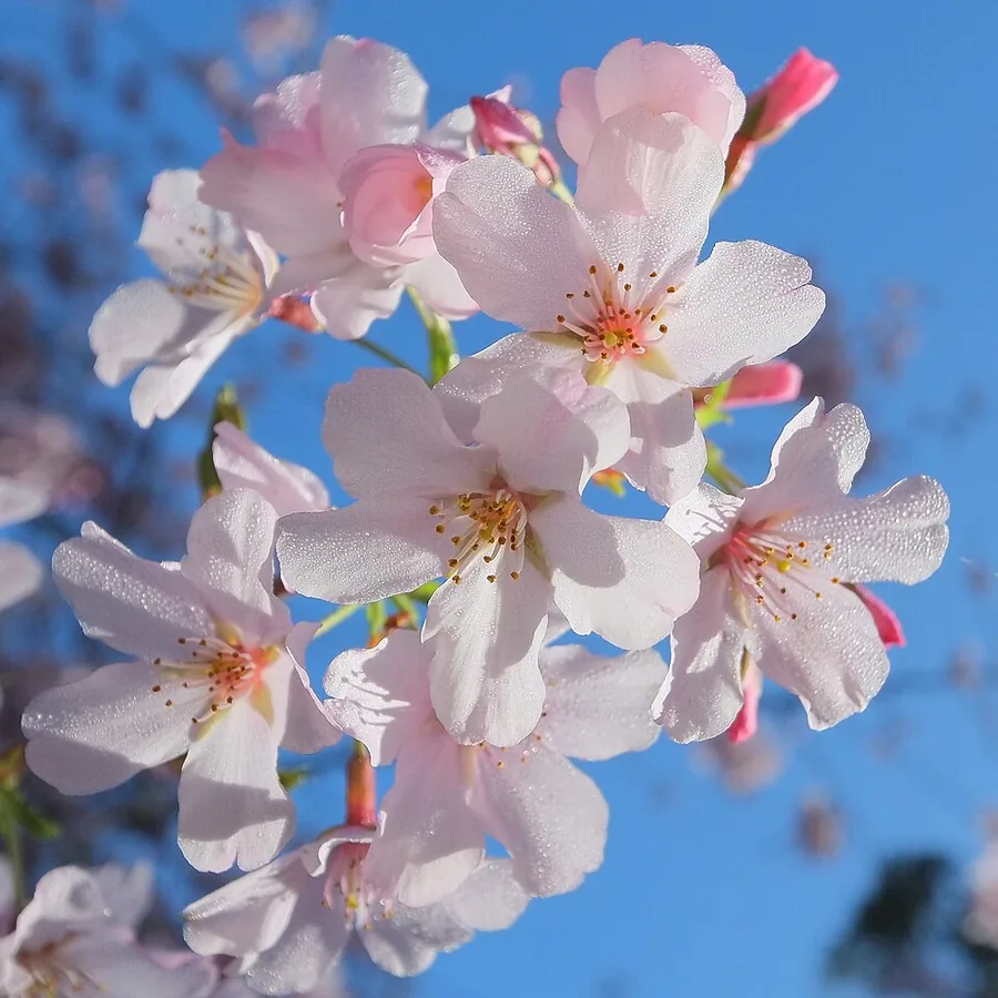 Yoshino Cherry