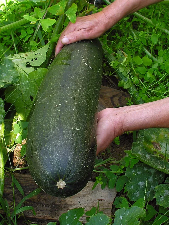 Zucchini