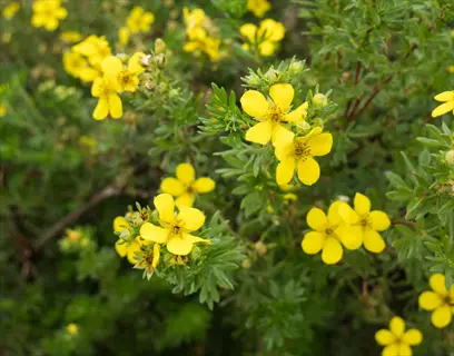 potentilla yellow shrub with bright blooms and green foliage