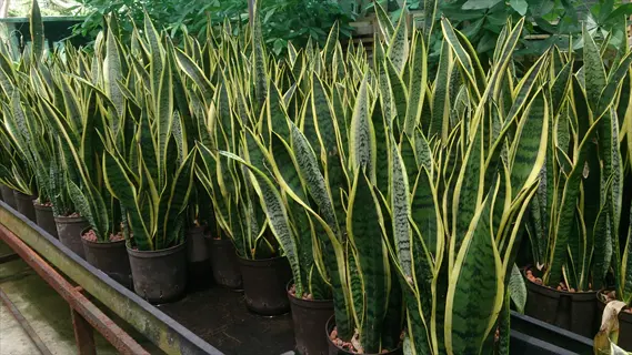 potted laurentii snake plant rows with tall green leaves and yellow edges