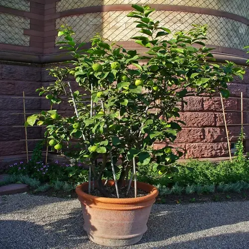 potted lemon tree in a terracotta pot beside a stone building