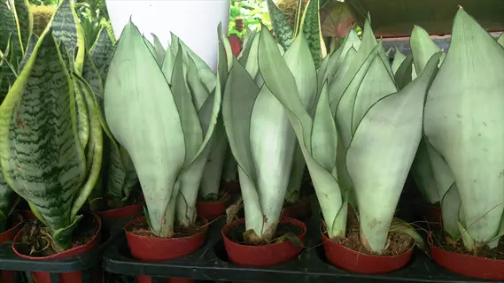potted moonshine snake plant with pale silver-green upright leaves