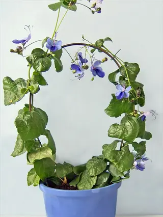 potted plant with green leaves and purple butterfly bush flowers
