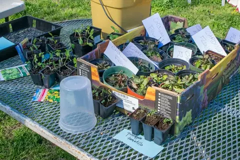 potted seedlings and plant labels on a table at a plant swap community event