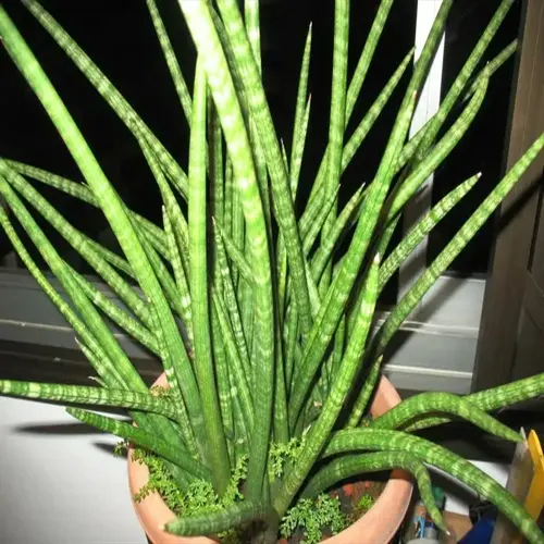 potted snake plant collection with tall green striped leaves on a windowsill