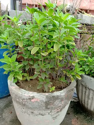 potted tulsi holy basil plant with green leaves outdoors