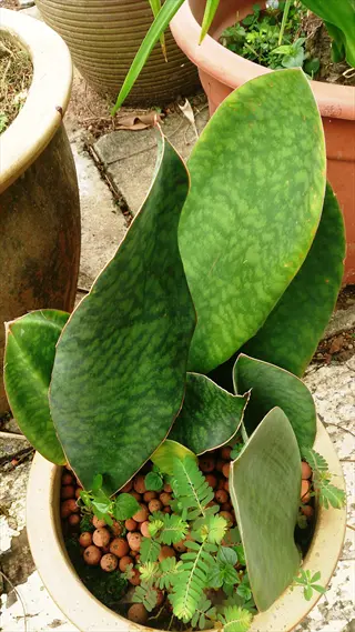 potted whale fin snake plant with broad green leaves and small seedlings