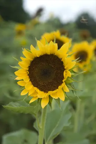 procut orange sunflower in bloom with soft-focus sunflowers behind it