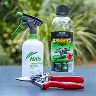 pruning shears disinfecting supplies with spray bottle and methylated spirits