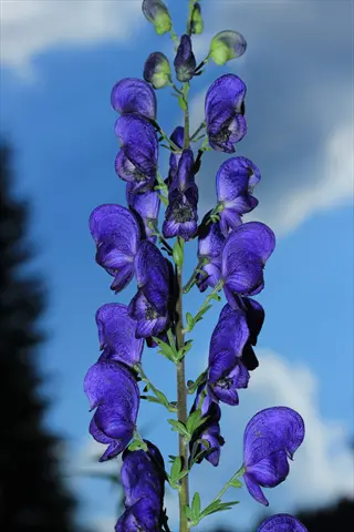 purple aconitum flowers blooming against a blue sky