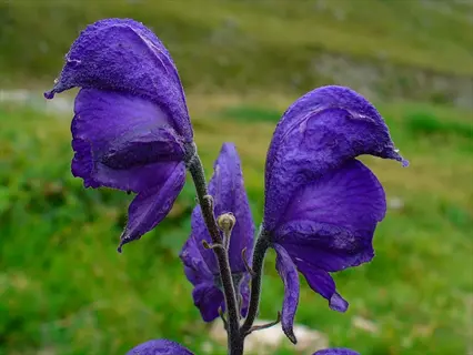 purple aconitum napellus flowers in close-up against a green meadow background