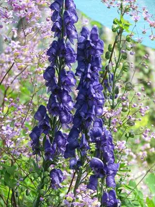 purple aconitum sparks variety flowers blooming among airy pink garden blossoms