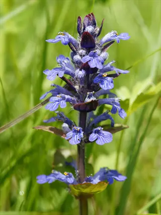 purple ajuga bugleweed flowers blooming in green grass