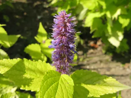 purple anise hyssop flowers blooming among bright green leaves