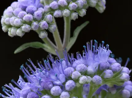 purple blooms and buds on a bluebeard caryopteris shrub