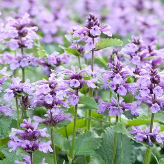 purple catmint nepeta flowers blooming with soft green foliage