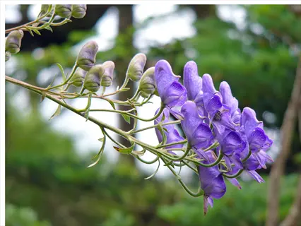 purple climbing aconitum vine flowers and buds on a green blurred background