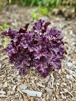 purple coral bells heuchera plant growing in wood mulch