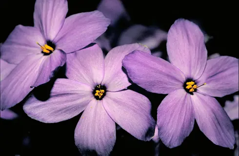 purple creeping phlox flowers blooming against a dark background