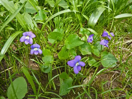 purple flowers of a wild violet plant growing among green grass and leaves
