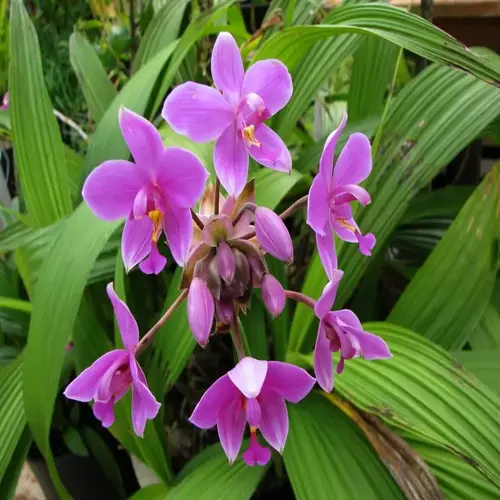 purple ground orchid flowers blooming among green tropical leaves
