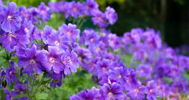 purple hardy geranium border planting with violet blooms and green foliage in a garden