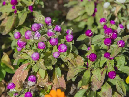 purple las vegas gomphrena blooms with green foliage in a sunny garden
