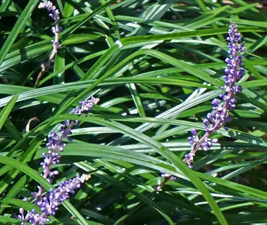 purple liriope lily turf border with green strap-like leaves and flower spikes