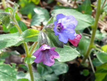 purple lungwort pulmonaria spotted leaves and pink-blue flowers in woodland