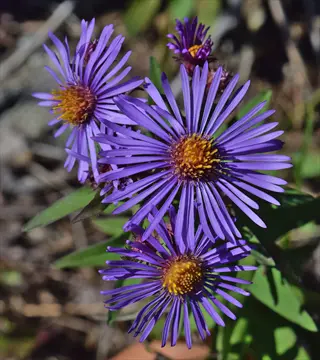 purple new england aster flowers with yellow centers in sunlight