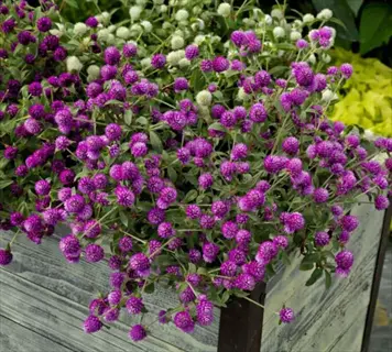 purple pinball gomphrena flowers blooming in a wooden planter
