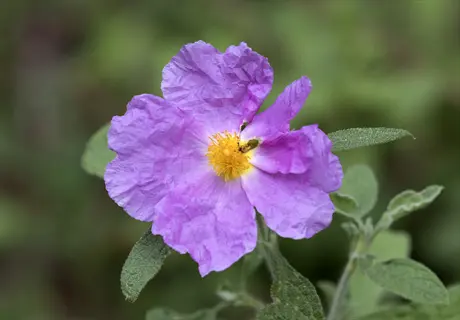 purple rockrose cistus flower with a bee at its yellow center