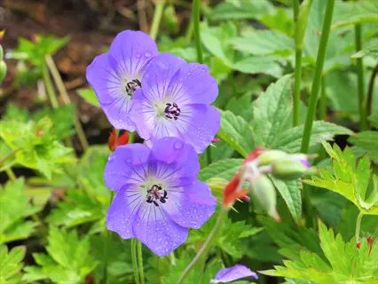 purple rozanne geranium flowers with water droplets among green leaves