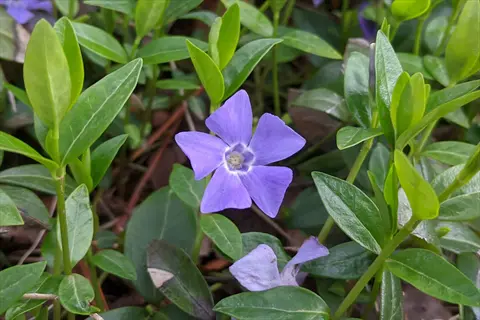 purple vinca minor periwinkle flowers among glossy green leaves