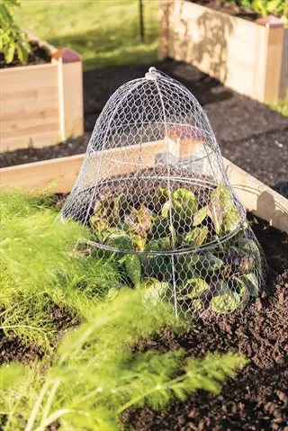 rabbit-proof garden cloche protecting vegetables in a raised bed