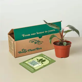 rare houseplant package with potted plant, branded box, and care card on a table