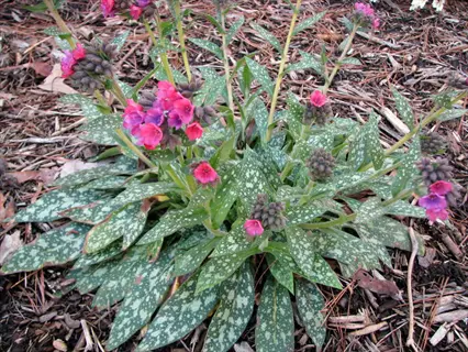 raspberry splash lungwort plant with spotted leaves and pink blooms in mulch