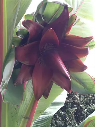 red abyssinian banana plant with deep red flower and broad green leaves