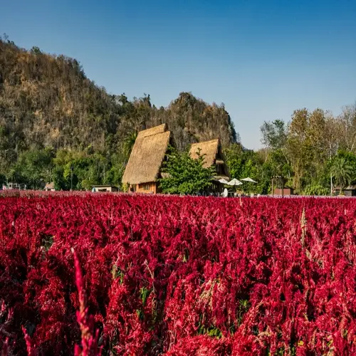red amaranth plant field with thatched huts and wooded hills under a clear blue sky