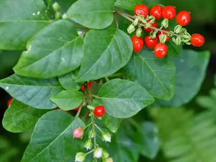 red berry varieties garden plant with glossy green leaves and clusters of ripe berries