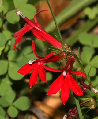 red cardinal flower lobelia cardinalis blooms among green clover-like leaves