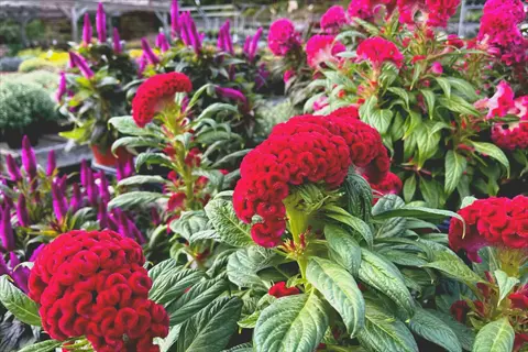 red celosia flowers garden with lush green leaves in a nursery display