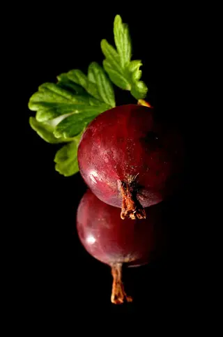 red gooseberries ripe with green leaf on black background