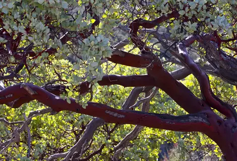 red manzanita shrub bark on twisting branches under dense green leaves